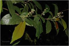 Mallotus aureopunctatus